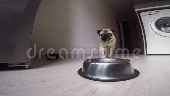 小狗吃碗里的食物视频的预览图