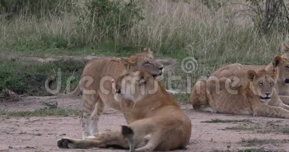 非洲狮子美洲狮母狮和幼狮温柔肯尼亚内罗毕公园实时视频的预览图