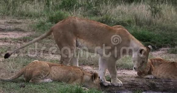 非洲狮子潘特拉狮子母亲和幼崽在水洞肯尼亚内罗毕公园实时视频的预览图