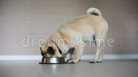 小狗吃碗里的食物视频的预览图