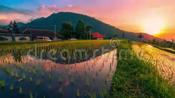 4K时程映在水中的稻田上空的日落2015年7月15印度尼西亚巴厘视频的预览图