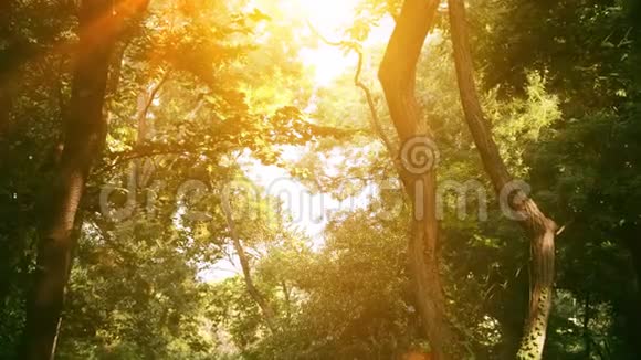 阳光照射在热带丛林的绿叶上视频的预览图