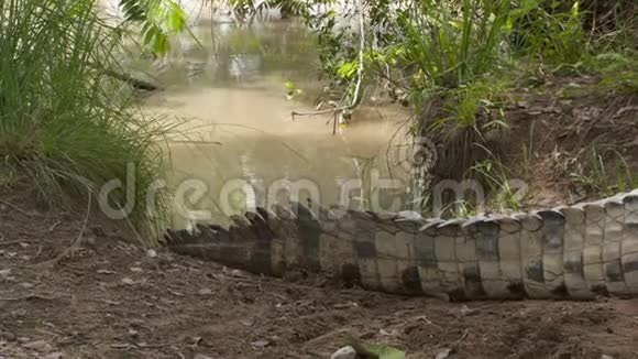 哥伦比亚奥里诺科鳄鱼尾巴特写视频的预览图
