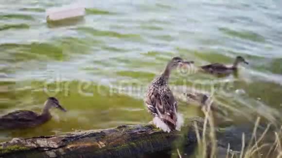 两只成年鸭子站在湖边的一根木头上视频的预览图