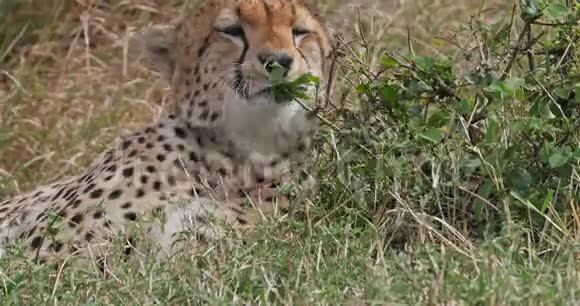 猎豹美洲豹成年人躺在草地上的肖像肯尼亚马赛马拉公园实时视频的预览图