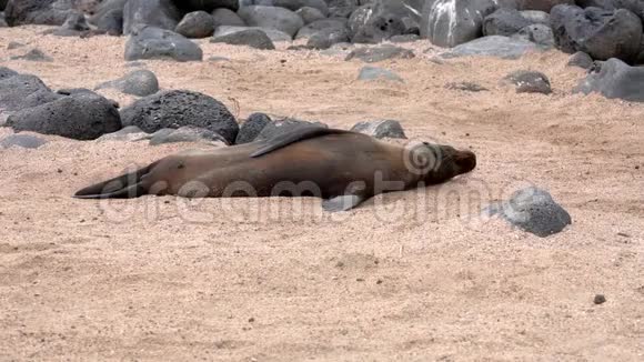 加拉帕戈斯海狮躺在沙滩上挥动他的鳍视频的预览图