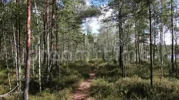 穿过一片美丽的野生森林在树木之间移动视频的预览图
