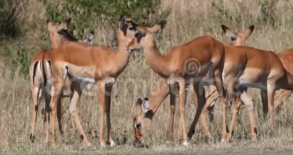 Impala一群雌性肯尼亚马赛马拉公园战斗实时视频的预览图