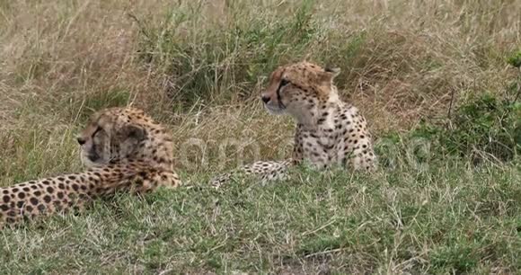 猎豹美洲豹躺在草地上的成年人肯尼亚马赛马拉公园实时视频的预览图