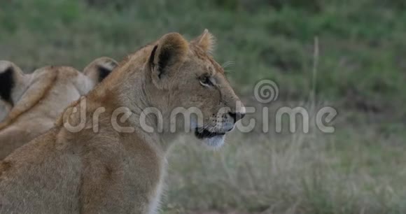 非洲狮子潘蒂拉狮子幼崽肖像肯尼亚内罗毕公园实时视频的预览图