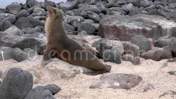 加拉帕戈斯海狮看相机然后走向海洋视频的预览图