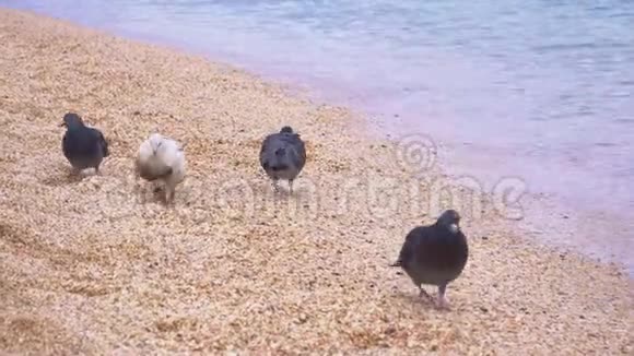 鸽子在海边的沙滩上行走视频的预览图
