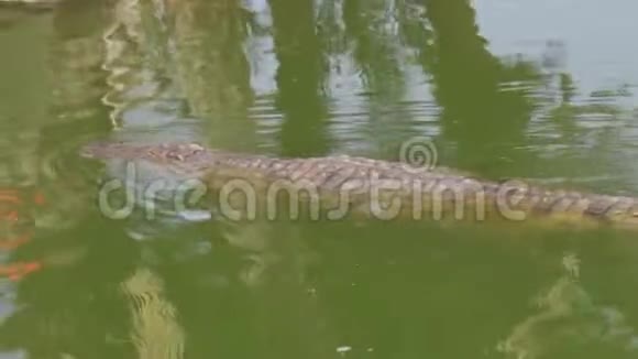 一条鳄鱼在水面上游泳然后浸入水中视频的预览图