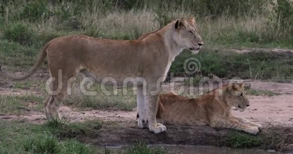 非洲狮子潘特拉狮子母亲和幼崽行走肯尼亚内罗毕公园实时视频的预览图