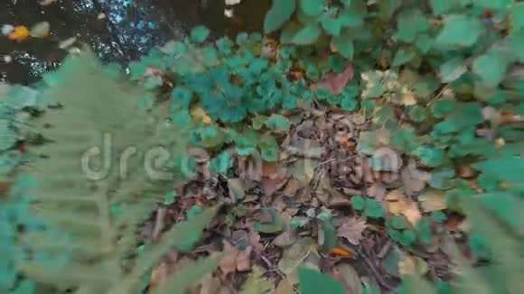 秋天湖畔的蕨类落叶和树木倒影视频的预览图