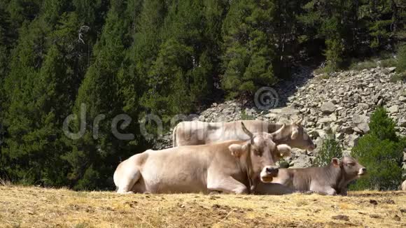 牛犊躺在山上的草地上环保食物视频的预览图