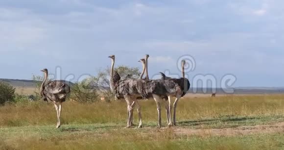 鸵鸟骆驼雄雌行走在热带草原肯尼亚马赛马拉公园实时视频的预览图