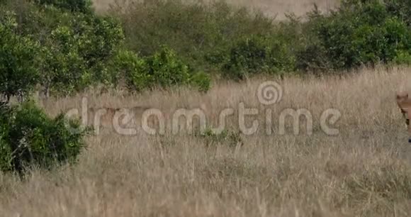 非洲狮子潘蒂拉狮子幼崽进入灌木肯尼亚内罗毕公园实时视频的预览图