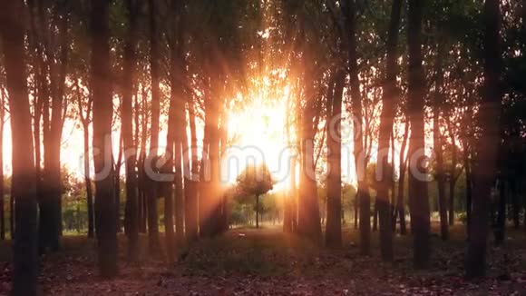4一棵又小又漂亮的树在长树之间太阳在树后面闪闪发光视频的预览图