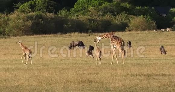 马塞长颈鹿长颈鹿骆驼蒂皮尔斯基奇母亲和小牛草原蓝色野生动物马塞马拉公园视频的预览图