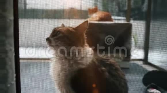 可爱的猫在阳台上等着小猫猫猫视频的预览图