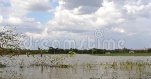 肯尼亚北部蒙面织女牛尾蛇尼斯巴林哥湖实时视频的预览图