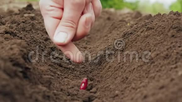 农夫他的手在泥土里种一粒种子视频的预览图