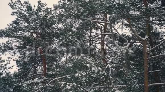 森林中的雪松视频的预览图