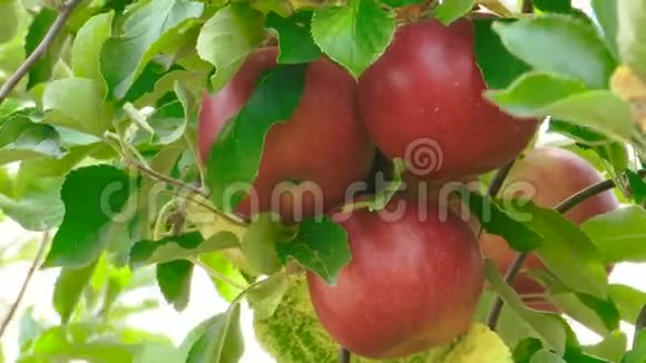 树上的红鲜苹果视频的预览图