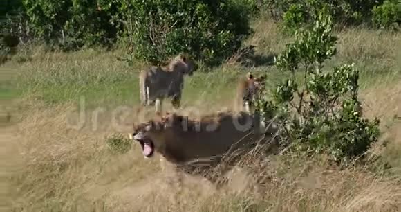 非洲狮子美洲狮雌性狮子穿过热带草原打哈欠玩耍肯尼亚的茨沃公园实时视频的预览图