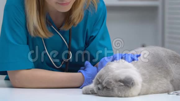 友好的女兽医抚摸猫相机微笑宠物健康检查视频的预览图