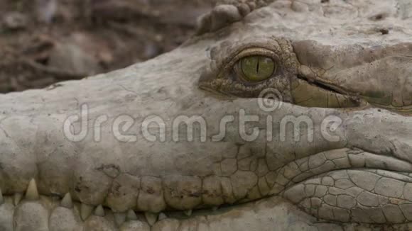 维西拉雷公园奥里诺科鳄鱼头特写视频的预览图
