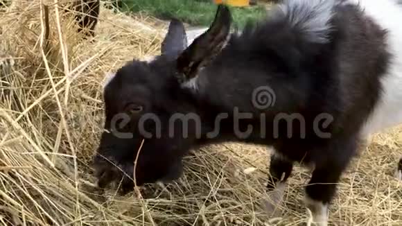 一只黑白相间的小山羊在夏天的晴天在农场里吃干草和牲畜视频的预览图