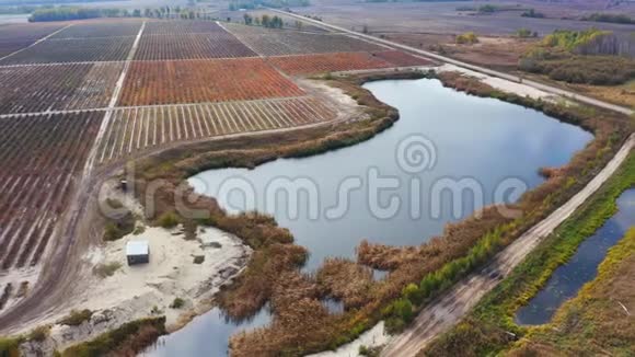 用灌溉池塘飞过蓝莓的田野蓝莓种植园空中镜头视频的预览图