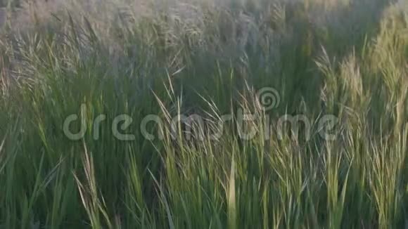 男农在草地上慢悠悠地走着视频的预览图