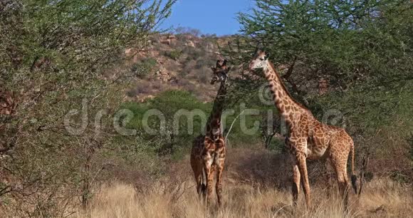 马萨伊长颈鹿长颈鹿长颈鹿骆驼蒂皮尔斯基奇集体穿过灌木肯尼亚的茨沃公园实时视频的预览图