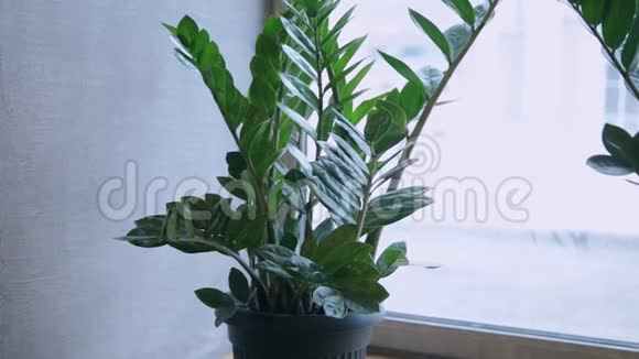 咖啡厅窗户上的绿色植物视频的预览图