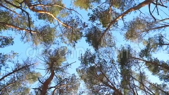 在蓝天背景下的松树绿色顶部低视角美丽的自然景观冬季概念慢动作视频的预览图
