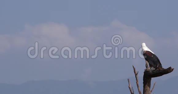 非洲鱼鹰鸟鸣成年树顶呼唤肯尼亚巴林戈湖实时视频的预览图