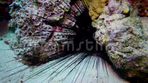 黑海胆海胆海胆海胆海胆藏在红海珊瑚礁的岩洞里视频的预览图