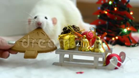 白鼠试着吃饼干视频的预览图