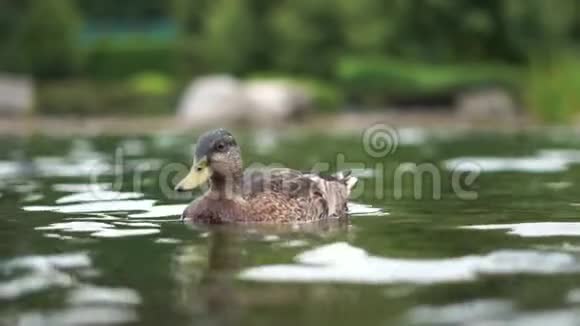 美丽的鸭子慢慢地在池塘里游泳视频的预览图