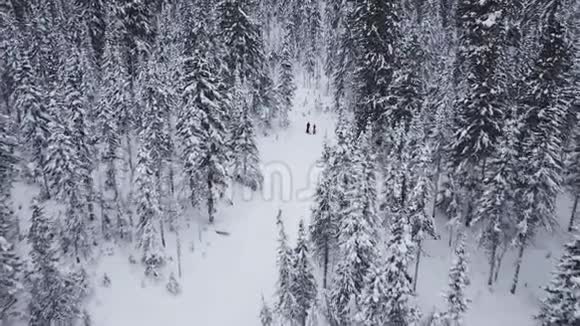 徒步穿越深雪的冬季森林空中景色空中飞人漫步雪松林视频的预览图