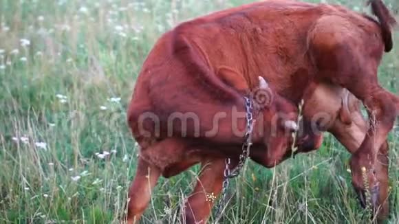农场喀尔巴阡山高牧场上有斑点咀嚼牛脸的特写镜头视频的预览图
