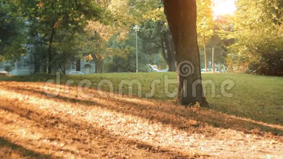 秋天的概念广角草和阳光与老树视频的预览图