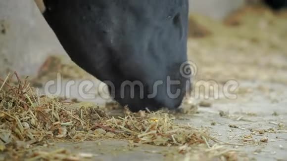 牛屋里的牛猫牛棚动物养殖牛在摊子里吃奶牛在农村很多奶牛视频的预览图