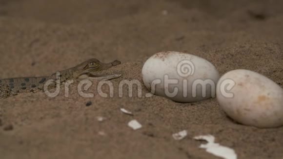 奥里诺科鳄鱼宝宝未孵化的鸡蛋维西雷公园视频的预览图