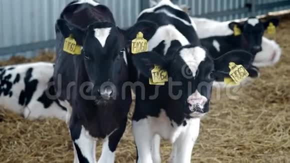 小母牛小牛在摊子里奶牛在农村很多牛在牛屋里犊牛们呻吟着农业视频的预览图