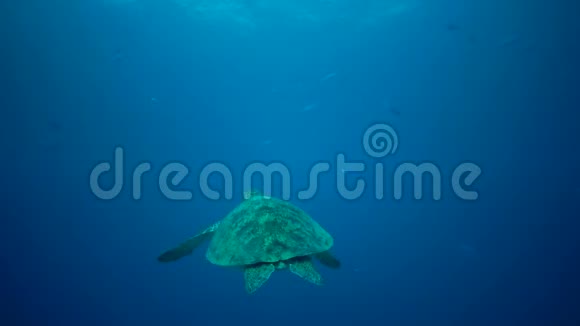 绿海龟Cheloniamydas海龟在碧水中游走视频的预览图