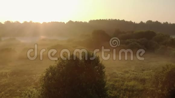 风景日出明亮的太阳在薄雾的草地上树木在一个晴朗的早晨一片自然的田园风光视频的预览图